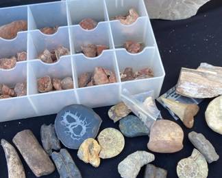 More PreHistoric Fossils