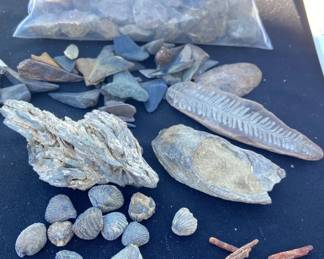 Fossils,Tanzia, Prehistoric PaleoRock And More