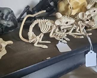 Skeletons, lots of sizes and shapes