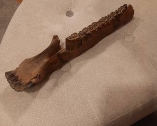 Pre-historic fossilized horse jaw with teeth!