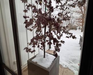 Japanese Maple Tree in Planter - 2 Available. 