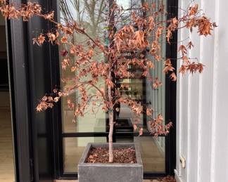 Japanese Maple Tree in RH Planter. Planter Measures 23" x 23" x 23" H - 2 Available. Photo 1 of 2. 
