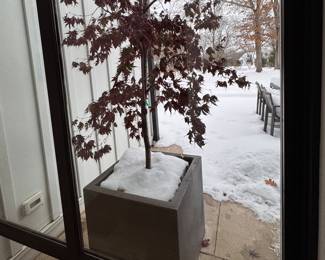 Japanese Maple in Planter - 2 Matching Available. 