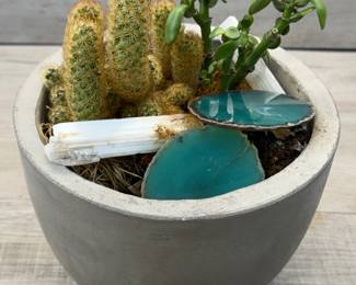 POTTED LIVE SUCCULENT GARDEN W METAL WATERING CAN #pottedsucculent #succulentgarden #livesucculentgarden #pottedsucculentgarden #wateringcan