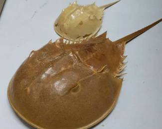 Pair of Preserved Horseshoe Crabs Large and Small