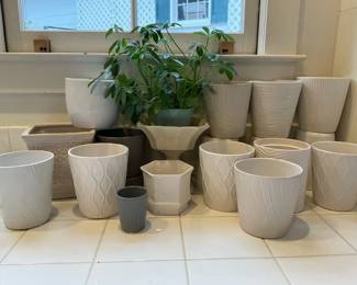 Planter Pots Dwarf Umbrella Tree