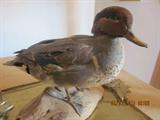 Duck Mount. Dozens of duck mounts, bird mounts, animal mounts. See Sale description for listing of mounts.