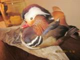 Rare Mandarin Duck mount. Beautiful condition. Sale description for listing of mounts