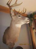 White tail deer mount