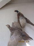 Mounted pheasants, Pair of in-flight pheasants. Sale description for listing of mounts