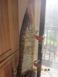 Hand carved, hand painted, muskie. Carved from tree trunk and has tree trunk base not pictured.
