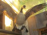 Canadian Goose mount in flight/landing. Sale description for listing of mounts