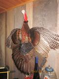 Turkey Pelt, See Sale description for listing of mounts, taxidermied animals.