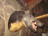 Mounted Russian Boars head, See Sale description for listing of mounts, taxidermied animals