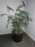 Live plants.