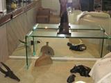 Glass table, hippo sculptures, animal sculpture