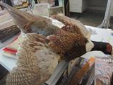 Pheasant