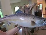 Fish Mount,
