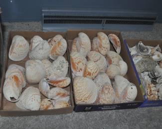 Sea Shells