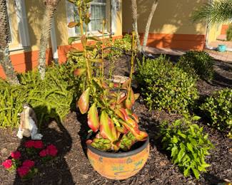 Succulent plant that needs very little water