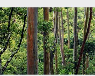 Unframed "Painted Forest," Peter Lik Limited Edition Fine Art Photograph. Edition #46 of 950. Measures 9" x 22".