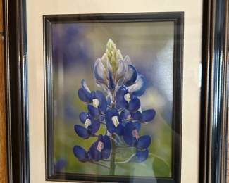 Framed bluebonnet photo print