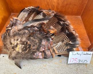 Turkey Feathers