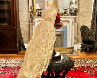 Taxidermy - White Peacock