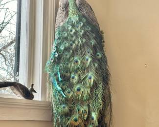 Taxidermy - Pair of Colorful Peacock's