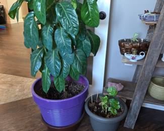 Beautiful live plants