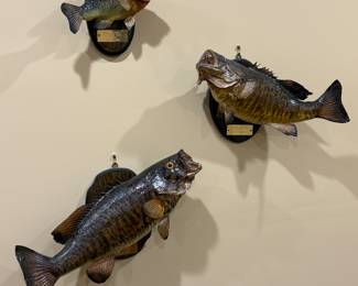 Smallmouth Bass Taxidermy 