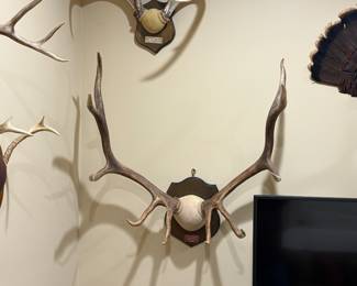 Bull Elk Taxidermy 