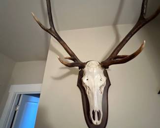 Rack of antlers 