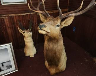 Shoulder mount elk & pronghorn antelope. Taken in Montana & New Mexico