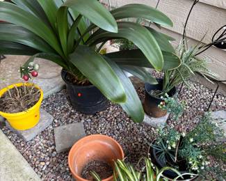 Potted plants. Spider plant. Succulents. 