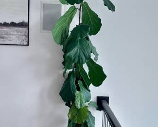 Fiddle Leaf Fig Live Plant
