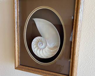 Framed Shadow Box Nautilus Shell
