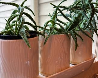 Potted Indoor Tiger Tooth Aloe Plants