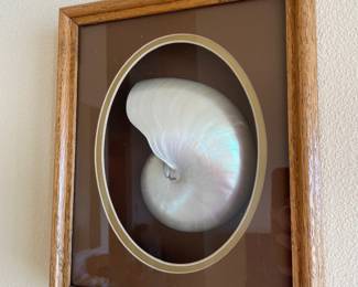 Framed Shadow Box Nautilus Shell