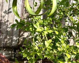 Metal Kinetic Wind Sculpture.