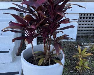 $80; Two potted cordyline plants
