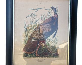 Audubon Great American Wild Turkey Print