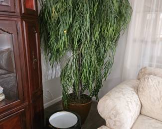 I named this tree Fred... if you take him home with you, You are required to continue calling him by his name forever. 