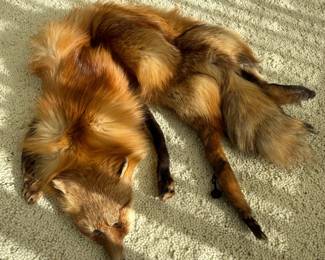 Red Fox Fur Pelt/Stole