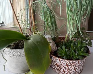 Orchid or Succulent Houseplants in Decorative Pots