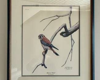Framed/Matted Print "American Kestrel" by Guy Coheleach
