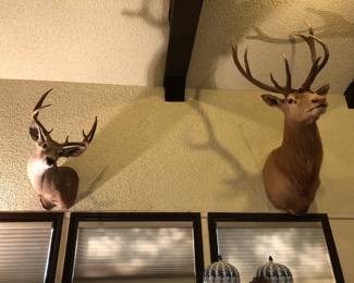 Oversized Elk taxidermy is still available (compared to regular size deer on the left)