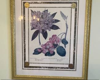Rhododendron ponticum and Robinia hispida Botanical Print