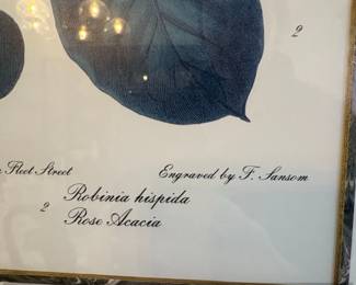 Rhododendron ponticum and Robinia hispida Botanical Print third image