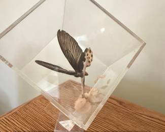 Taxidermied Atrophaneura horishana Butterfly in Acrylic Display Case second image